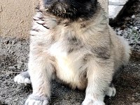 SAFKAN KANGAL YAVRULAR