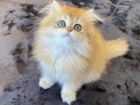 Yüksek kalite golden ny12 dişi british longhair