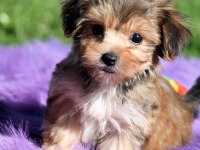 Morkie İstenirse Kapınıza Teslim Yavrular
