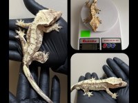 SAĞLIKLI CRESTED GECKOLAR ÜST KALİTE