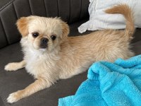 Pekinez köpeğimiz yeni sahibini arıyor