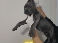 Acil sahiplendirilecek A şecereli cane corso yavrular