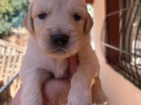 Irk ve sağlık garantili golden retriever bebeklerimiz