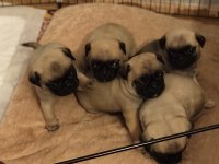 Pug yavrularım yeni sahibini bekliyor