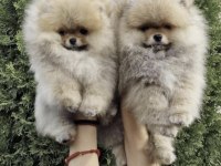 Pomeranian Boo Sağlıklı