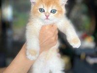 Şecereli Anne ve Babadan ny12 Safkan British Shorthair