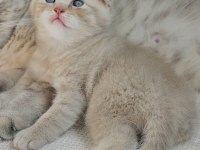 Dünya Tatlısı Erkek Yavru Scottish Fold