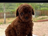 Aşılı Ve Eğitimli Erkek Red Toy Poodle