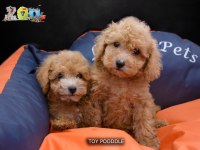 TOY POODLE BEBEKLERİMİZ AİLELERİNİ BEKLİYOR