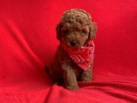 Safkan Toy Poodle Yavrularımız