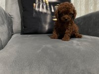 Kore poodle ırkının en iyisi teacup