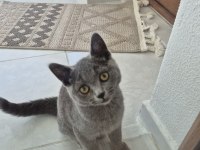 British shorthair erkek 4 aylık