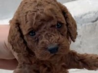 Red brown poodle yavrular