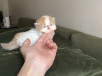 Exotic Shorthair Show Snoopy Dişi Bebek