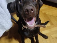 10 aylık Temel eğitimleri almış yavrumuz ucretsiz labrador