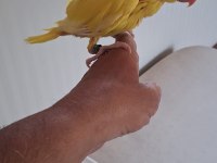 El besleme son bebek pakistan papağanı