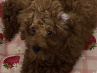 4 aylık efsane toy poodle tüm aşıları yapılmış