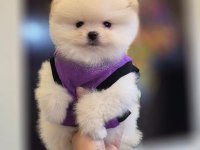 Teacup pomeranian boo dişi erkek yavrular