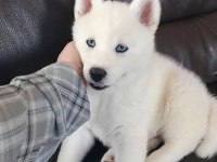 A kalite Mavi Gözlü Beyaz Husky Sibirya Kurdu Orjinal