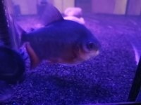 18-20 cm Pacu pirana 2 adet