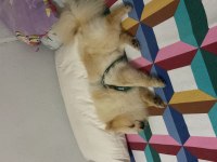 5 aylık pomeranian boo