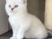 BRİTİSH SHORTHAİR YAVRULARI
