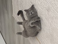 1 yaşında aşıları tam dişi british shorthair