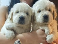 Golden Retriever Yavrular İstenirse Kapınıza Teslim