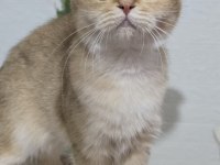 Kısırlaştırma şartıyla british shorthair sahiplendirilecek