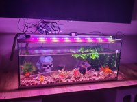 Japon balığı ve oranda büyükte var japon avuç kadar