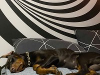 ŞAMPİYON YAVRUSU 3 AYLIK DİŞİ DOBERMAN