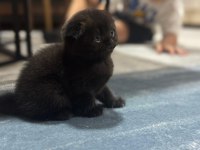 British shorthair bebekleri