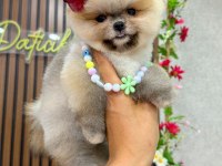 Dişi ve erkek pomeranian yavrular