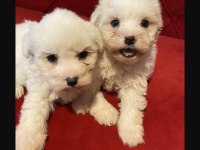 Maltese terrier yavru