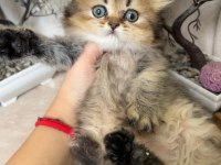 British longhair ny25 erkek