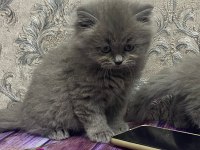 2 Aylık British Shorthair Erkek Dişi Yavrular