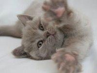 NADİR RENK FAWN LILAC BRITISH SHORTHAIR YAVRULARR
