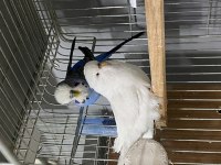 Jumbo çift A kalite muhabbet kuşlar