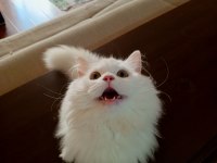 9 aylık kar beyazı british longhair oğlum