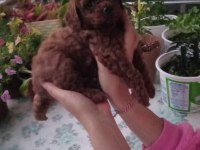 Çok Tatlı Erkek Teacup Poodle Yavrusu