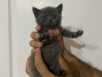 Tatlış british shorthair yavrular sahiplerini bekliyor