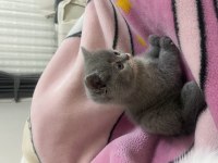 British shorthair gri