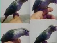 El Besleme Konur Bebek