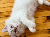 British longhair arayanlara