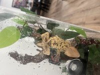 Crested gecko subadult