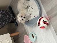 Acil Satılık Maltipoo