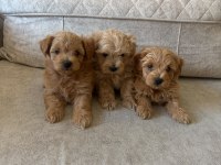 Teacup Maltipoo Köpekler
