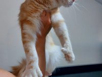 Üst kaliteli maine coon erkek polydactyl silver red