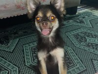 Chihuahua Cinsi Büyümeyen