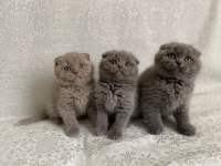 Safkan Biblo Güzelliğinde Scottish Fold